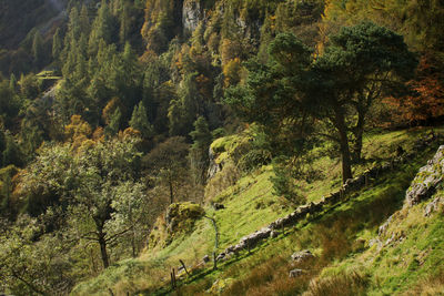 Scenic view of forest