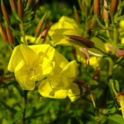 Close-up of yellow flowering plant on field