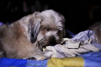 Close-up of a dog sleeping