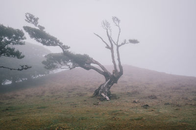 Bare tree on field against sky