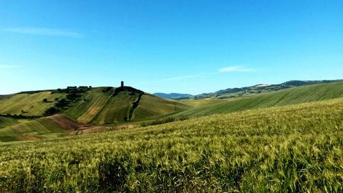 Scenic view of agricultural field against clear blue sky