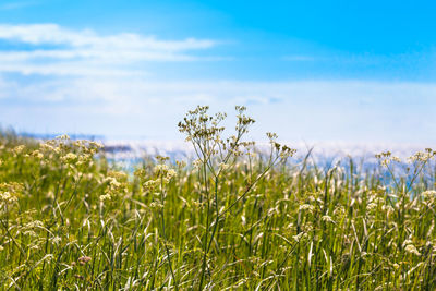 Plants growing on field against sky