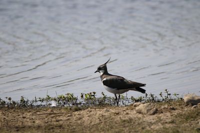 Lapwing on lakeshore