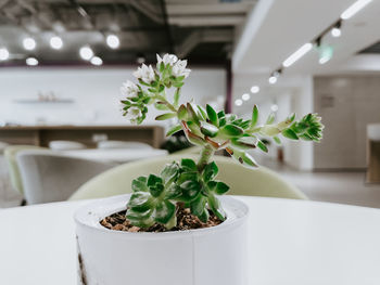 Close-up of potted plant on table at home