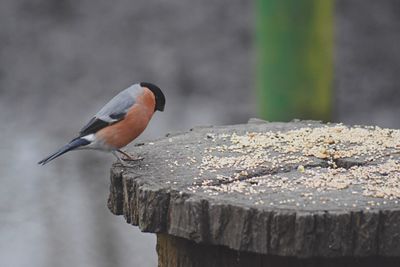 Close-up of eurasian bullfinch perching seeds on wood