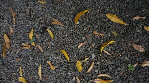 High angle view of yellow street