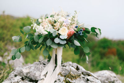 Close-up of white flowering plant on rock