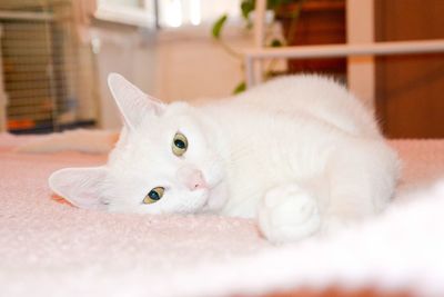 Portrait of white cat