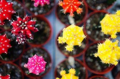 Close-up of colorful potted plants