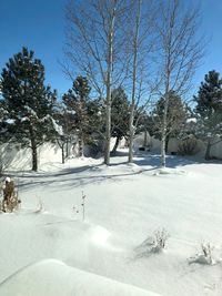 Trees on snow covered landscape