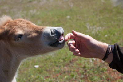 Cropped image of man touching foal