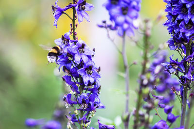 Blue delphinium beautiful flowers in summer garden. blooming plants in the countryside.