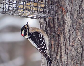 Downy woodpecker perching on tree trunk