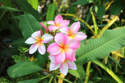 Close-up of purple flowers