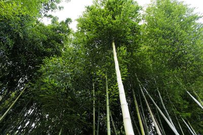 Low angle view of bamboo trees in forest