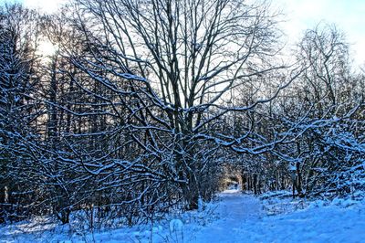 Close-up of bare tree during winter