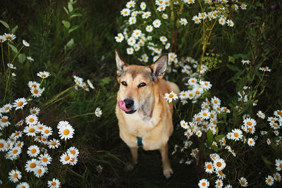 Portrait of a dog looking away