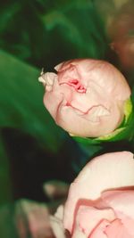 Close-up of pink rose