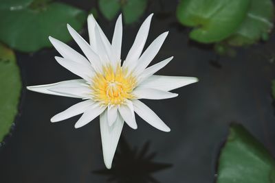 Close-up of white water lily