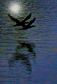 Silhouette bird flying over lake