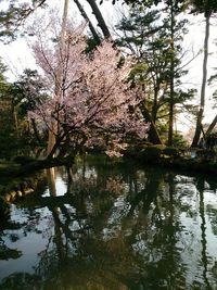 View of cherry tree by lake