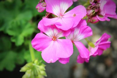 Close-up of pink flowers