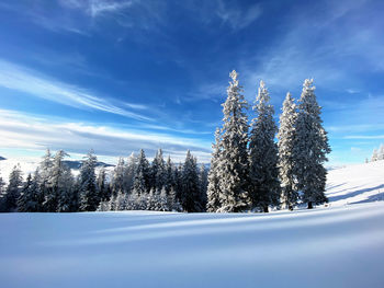 Snow covered pine trees against sky