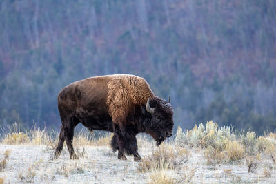 American bison covered in frost in an early autumn morning in yellowstone national park