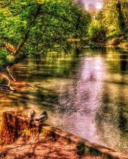 Scenic view of waterfall in forest