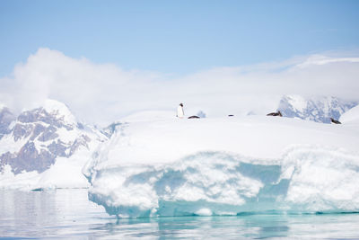 Penguins on glacier during winter