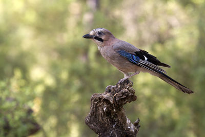 Close-up of bird perching on branch