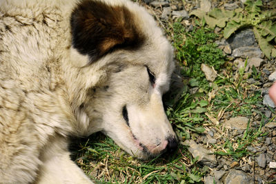 Close-up of lion sleeping on field