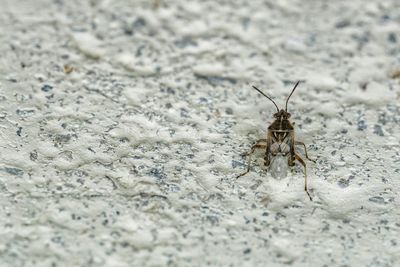 Close-up of insect