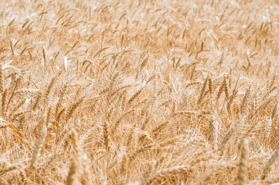 Full frame shot of wheat field