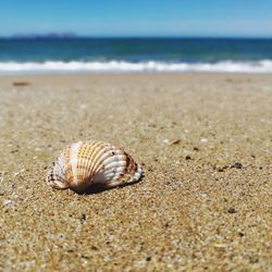 Close-up of seashell on sand at beach