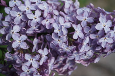 Close-up of purple flowering plants