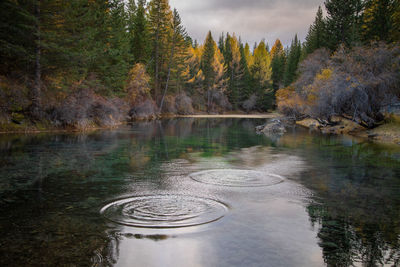 Scenic view of lake in forest against sky