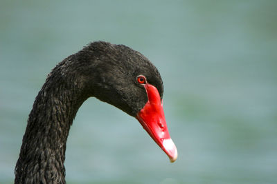 Close-up of bird