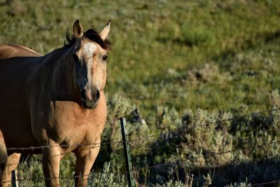 Horse standing in a field