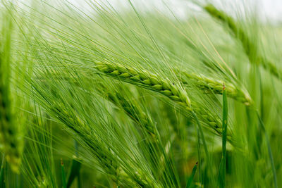 Close-up of wheat growing on field