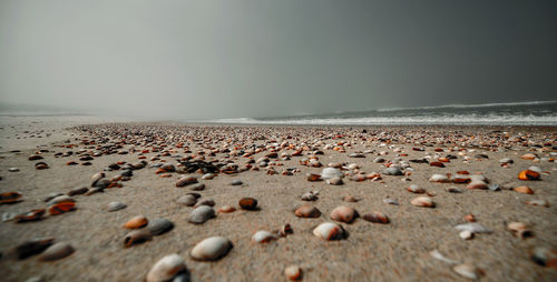 Surface level of pebbles on beach against sky