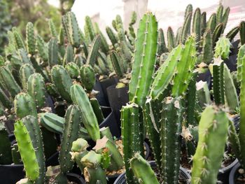 Close-up of cactus growing in field