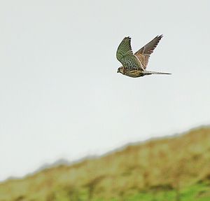 Low angle view of bird flying against clear sky