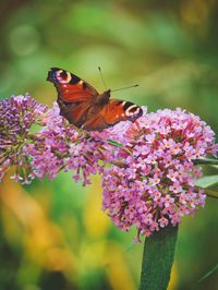 Close-up of butterfly pollinating on pink flower