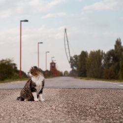 Cat sitting on road