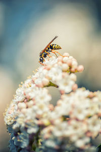 Close-up of insect on flower