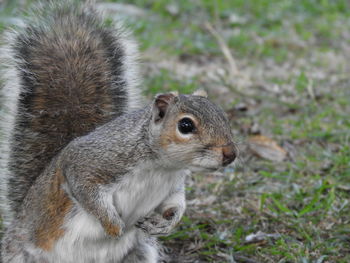 Close-up of squirrel on rock