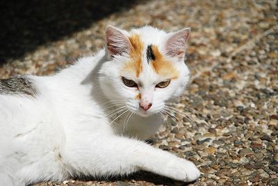 Close-up portrait of a cat