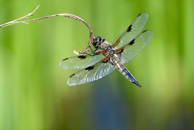 Close-up of dragonfly on leaf