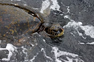 High angle view of turtle in water